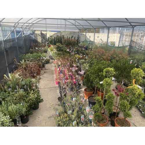 0 - WELCOME TO ASHLEY WALLER HORTICULTURE AUCTION - LOTS ARE BEING ADDED DAILY - THE IMAGES SHOW LOTS FR... 