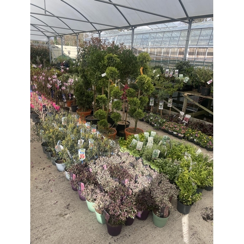 0 - WELCOME TO ASHLEY WALLER HORTICULTURE AUCTION - LOTS ARE BEING ADDED DAILY - THE IMAGES SHOW LOTS FR... 