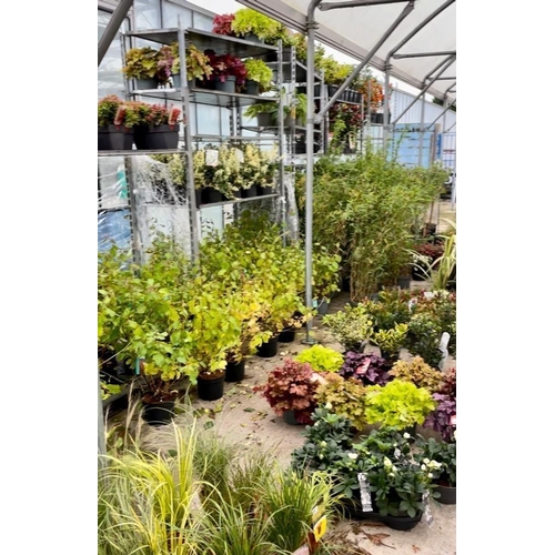 0 - WELCOME TO ASHLEY WALLER HORTICULTURE AUCTION - LOTS ARE BEING ADDED DAILY - THE IMAGES SHOW LOTS FR... 