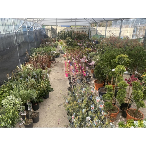 0 - WELCOME TO ASHLEY WALLER HORTICULTURE AUCTION - LOTS ARE BEING ADDED DAILY - THE IMAGES SHOW LOTS FR... 