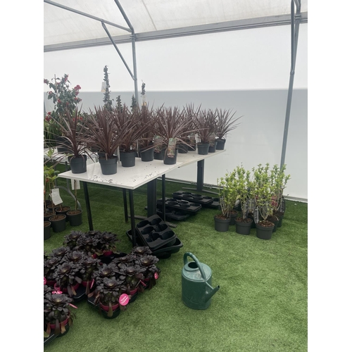 0 - WELCOME TO ASHLEY WALLER HORTICULTURE AUCTION - LOTS ARE BEING ADDED DAILY - THE IMAGES SHOW LOTS FR... 