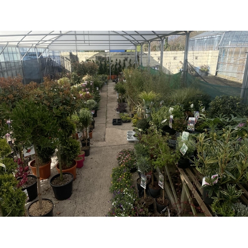 0 - WELCOME TO ASHLEY WALLER HORTICULTURE AUCTION - LOTS ARE BEING ADDED DAILY - THE IMAGES SHOW LOTS FR... 