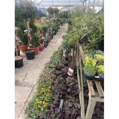 0 - WELCOME TO ASHLEY WALLER HORTICULTURE AUCTION - LOTS ARE BEING ADDED DAILY - THE IMAGES SHOW LOTS FR... 