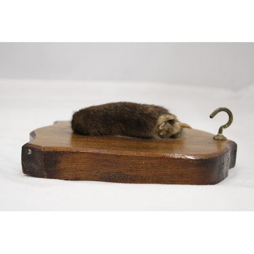 132 - A VINTAGE OTTERS PAW ON A WOODEN PLAQUE