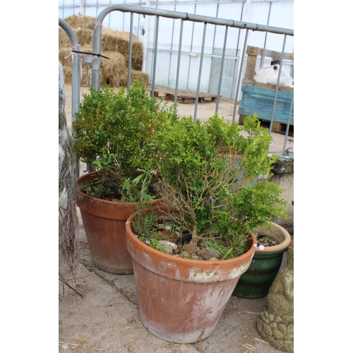 1795 - TWO LARGE TERRACOTTA PLANT POTS WITH PLANTS