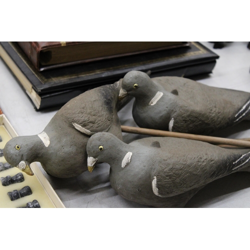 802 - THREE DECOY PIGEONS ON WOODEN MOUNTS