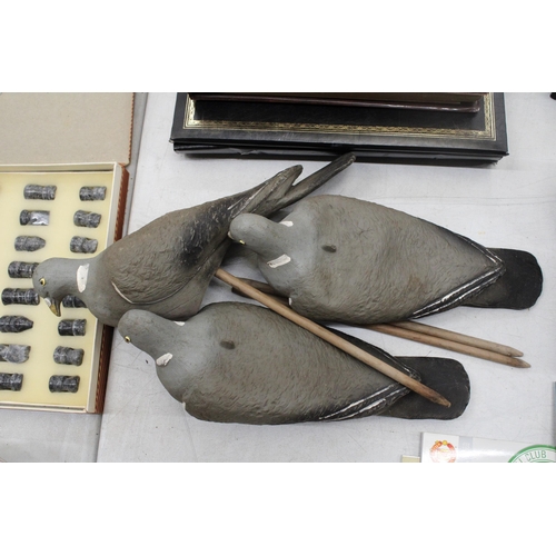 802 - THREE DECOY PIGEONS ON WOODEN MOUNTS