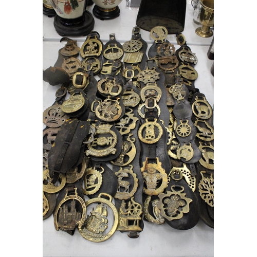 814 - A LARGE COLLECTION OF HORSE BRASSES ON LEATHER STRAPS