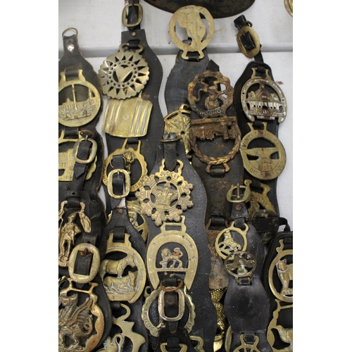 814 - A LARGE COLLECTION OF HORSE BRASSES ON LEATHER STRAPS