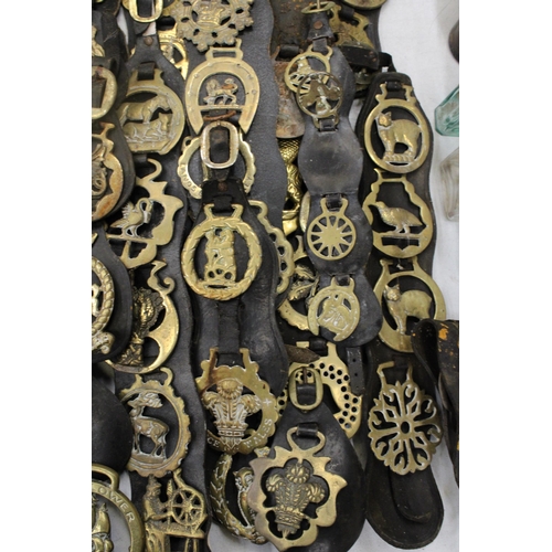 814 - A LARGE COLLECTION OF HORSE BRASSES ON LEATHER STRAPS