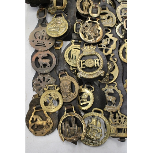 814 - A LARGE COLLECTION OF HORSE BRASSES ON LEATHER STRAPS