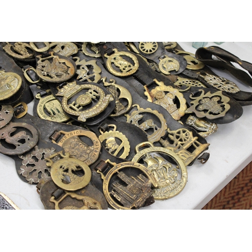 814 - A LARGE COLLECTION OF HORSE BRASSES ON LEATHER STRAPS