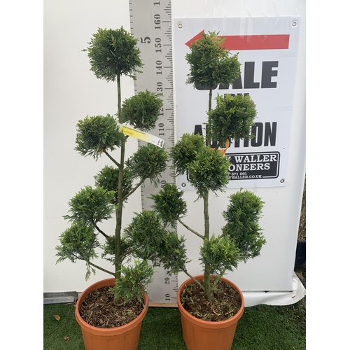 1 - TWO POM POM TREES CUPRESSOCYPARIS LEYLANDII 'GOLD RIDER' APPROX 150CM IN HEIGHT IN 15 LTR POTS PLUS ... 