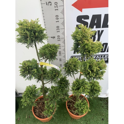 1 - TWO POM POM TREES CUPRESSOCYPARIS LEYLANDII 'GOLD RIDER' APPROX 150CM IN HEIGHT IN 15 LTR POTS PLUS ... 