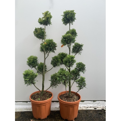 1 - TWO POM POM TREES CUPRESSOCYPARIS LEYLANDII 'GOLD RIDER' APPROX 150CM IN HEIGHT IN 15 LTR POTS PLUS ... 