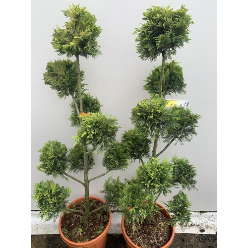 1 - TWO POM POM TREES CUPRESSOCYPARIS LEYLANDII 'GOLD RIDER' APPROX 150CM IN HEIGHT IN 15 LTR POTS PLUS ... 