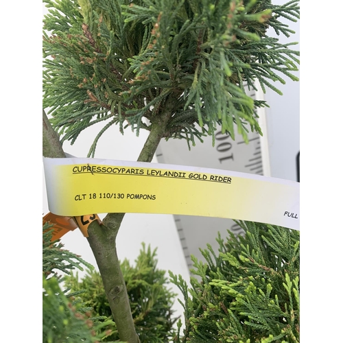 1 - TWO POM POM TREES CUPRESSOCYPARIS LEYLANDII 'GOLD RIDER' APPROX 150CM IN HEIGHT IN 15 LTR POTS PLUS ... 