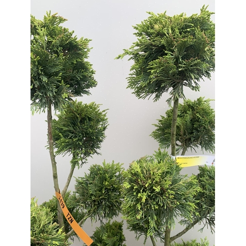 1 - TWO POM POM TREES CUPRESSOCYPARIS LEYLANDII 'GOLD RIDER' APPROX 150CM IN HEIGHT IN 15 LTR POTS PLUS ... 