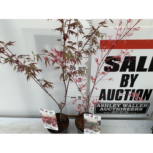 10 - TWO ACER PALMATUMS 'PHOENIX' AND 'ATROPURPUREUM' OVER 110CM IN HEIGHT IN 3 LTR POTS PLUS VAT TO BE S... 