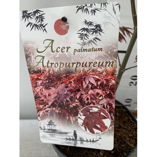 10 - TWO ACER PALMATUMS 'PHOENIX' AND 'ATROPURPUREUM' OVER 110CM IN HEIGHT IN 3 LTR POTS PLUS VAT TO BE S... 