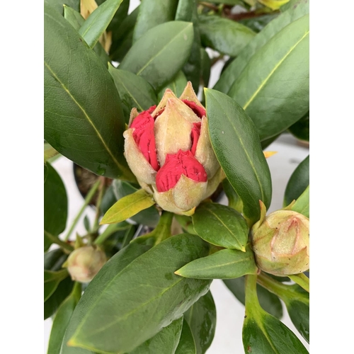 103 - TWO RHODODENDRON VIRGINIA RICHARDS AND GERMANIA IN 5 LTR POTS 60CM TALL PLUS VAT TO BE SOLD FOR THE ... 