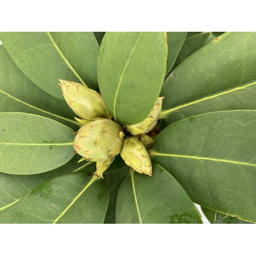 103 - TWO RHODODENDRON VIRGINIA RICHARDS AND GERMANIA IN 5 LTR POTS 60CM TALL PLUS VAT TO BE SOLD FOR THE ... 