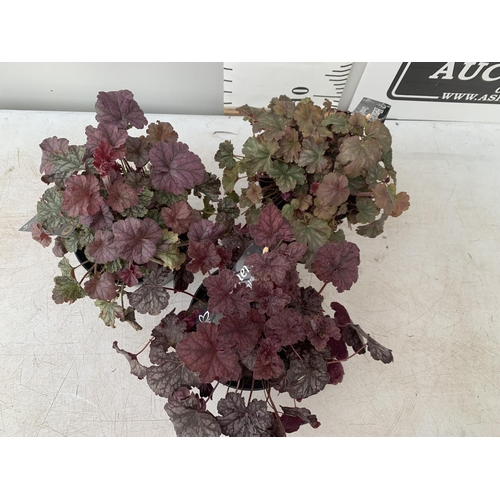 104 - THREE HEUCHERA 'CARNIVAL' IN 2 LTR POTS PLUS VAT TO BE SOLD FOR THE THREE