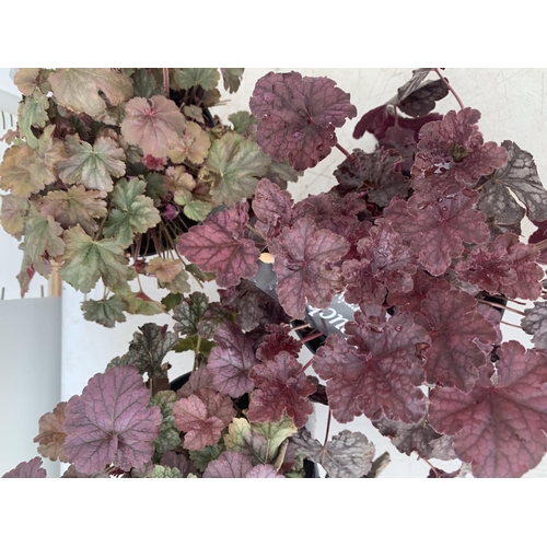 104 - THREE HEUCHERA 'CARNIVAL' IN 2 LTR POTS PLUS VAT TO BE SOLD FOR THE THREE