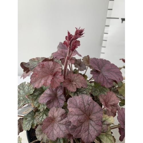 104 - THREE HEUCHERA 'CARNIVAL' IN 2 LTR POTS PLUS VAT TO BE SOLD FOR THE THREE