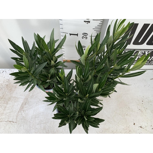 105 - THREE MIXED OLEANDER NERIUM APPROX 45CM TALL IN 1 LTR POTS PLUS VAT TO BE SOLD FOR THE THREE