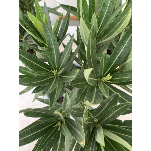 105 - THREE MIXED OLEANDER NERIUM APPROX 45CM TALL IN 1 LTR POTS PLUS VAT TO BE SOLD FOR THE THREE