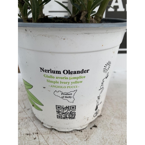 105 - THREE MIXED OLEANDER NERIUM APPROX 45CM TALL IN 1 LTR POTS PLUS VAT TO BE SOLD FOR THE THREE