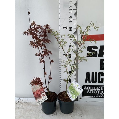 106 - TWO ACER PALMATUMS 'DISSECTUM' AND 'SKEETERS BROOM' OVER 1 METRE IN HEIGHT IN 3 LTR POTS PLUS VAT TO... 