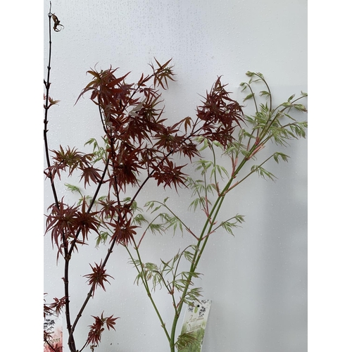 106 - TWO ACER PALMATUMS 'DISSECTUM' AND 'SKEETERS BROOM' OVER 1 METRE IN HEIGHT IN 3 LTR POTS PLUS VAT TO... 