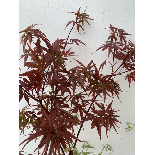 106 - TWO ACER PALMATUMS 'DISSECTUM' AND 'SKEETERS BROOM' OVER 1 METRE IN HEIGHT IN 3 LTR POTS PLUS VAT TO... 