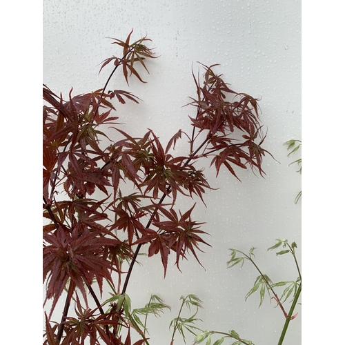 106 - TWO ACER PALMATUMS 'DISSECTUM' AND 'SKEETERS BROOM' OVER 1 METRE IN HEIGHT IN 3 LTR POTS PLUS VAT TO... 