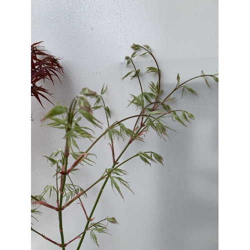 106 - TWO ACER PALMATUMS 'DISSECTUM' AND 'SKEETERS BROOM' OVER 1 METRE IN HEIGHT IN 3 LTR POTS PLUS VAT TO... 