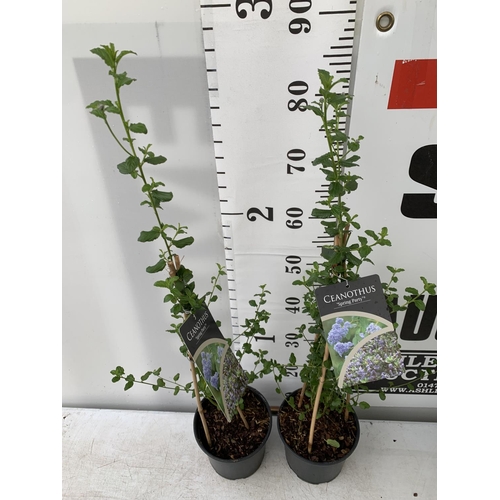 107 - TWO CEANOTHUS 'SPRING PARTY' IN A 2 LTR POT ON A PYRAMID FRAME 90CM TALL PLUS VAT TO BE SOLD FOR THE... 