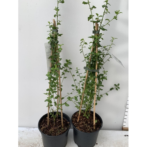 107 - TWO CEANOTHUS 'SPRING PARTY' IN A 2 LTR POT ON A PYRAMID FRAME 90CM TALL PLUS VAT TO BE SOLD FOR THE... 