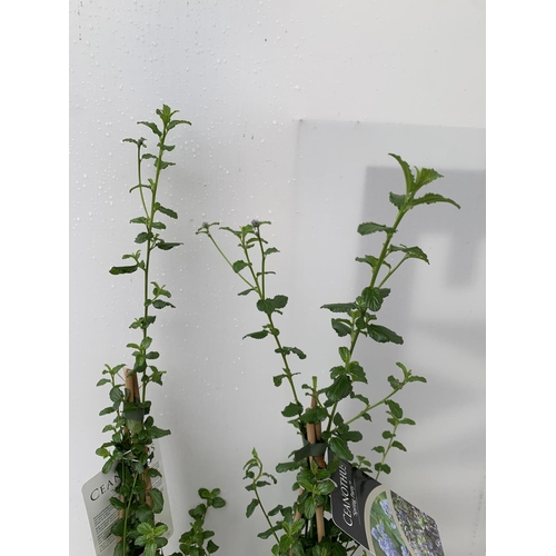 107 - TWO CEANOTHUS 'SPRING PARTY' IN A 2 LTR POT ON A PYRAMID FRAME 90CM TALL PLUS VAT TO BE SOLD FOR THE... 