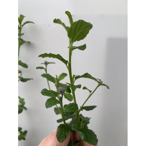 107 - TWO CEANOTHUS 'SPRING PARTY' IN A 2 LTR POT ON A PYRAMID FRAME 90CM TALL PLUS VAT TO BE SOLD FOR THE... 