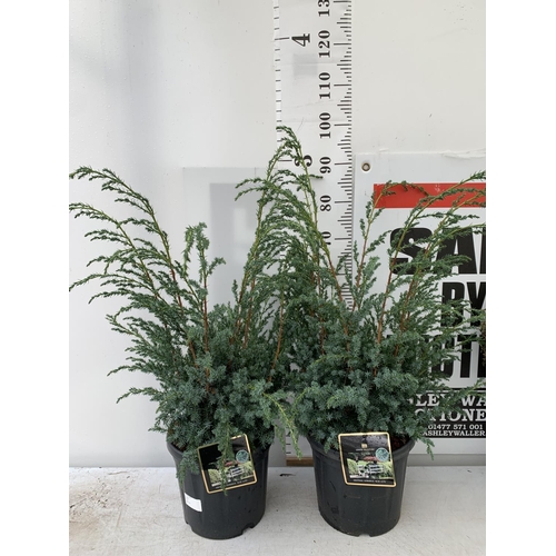 108 - TWO JUNIPERUS CHINENSIS BLUE ALPS IN 7 LTR POTS A METRE IN HEIGHT PLUS VAT TO BE SOLD FOR THE TWO