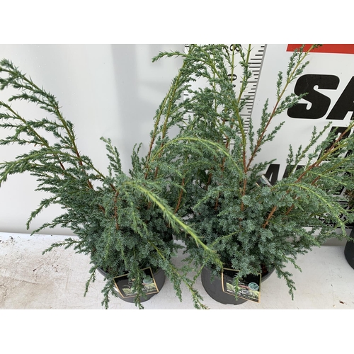 108 - TWO JUNIPERUS CHINENSIS BLUE ALPS IN 7 LTR POTS A METRE IN HEIGHT PLUS VAT TO BE SOLD FOR THE TWO