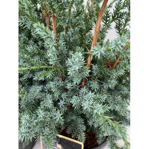 108 - TWO JUNIPERUS CHINENSIS BLUE ALPS IN 7 LTR POTS A METRE IN HEIGHT PLUS VAT TO BE SOLD FOR THE TWO