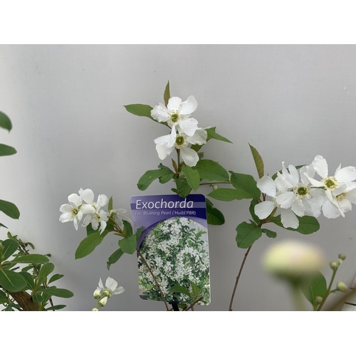 11 - TWO EXOCHORDA 'NIAGARA' AND 'BLUSHING PEARL' APPROX 60CM IN HEIGHT IN 2 LTR POTS PLUS VAT TO BE SOLD... 