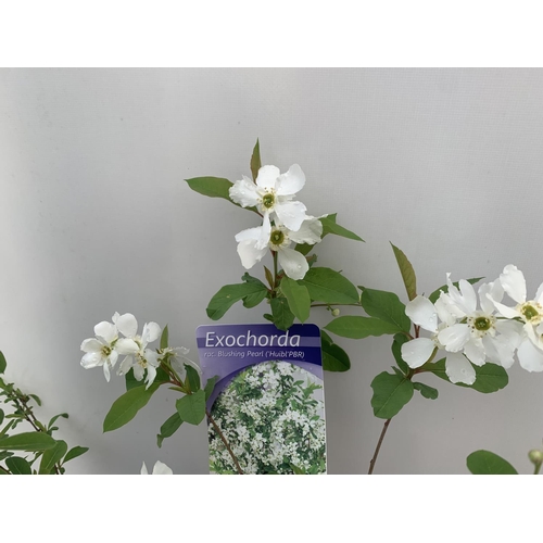 11 - TWO EXOCHORDA 'NIAGARA' AND 'BLUSHING PEARL' APPROX 60CM IN HEIGHT IN 2 LTR POTS PLUS VAT TO BE SOLD... 