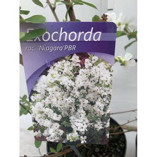 11 - TWO EXOCHORDA 'NIAGARA' AND 'BLUSHING PEARL' APPROX 60CM IN HEIGHT IN 2 LTR POTS PLUS VAT TO BE SOLD... 