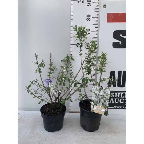 111 - TWO EXOCHORDA 'NIAGARA' APPROX 70CM IN HEIGHT IN 2 LTR POTS PLUS VAT TO BE SOLD FOR THE TWO