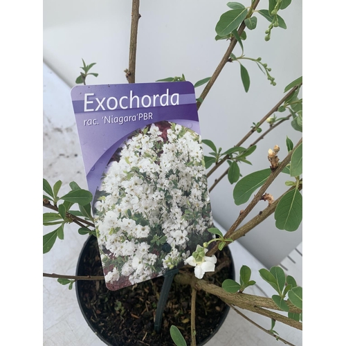 111 - TWO EXOCHORDA 'NIAGARA' APPROX 70CM IN HEIGHT IN 2 LTR POTS PLUS VAT TO BE SOLD FOR THE TWO