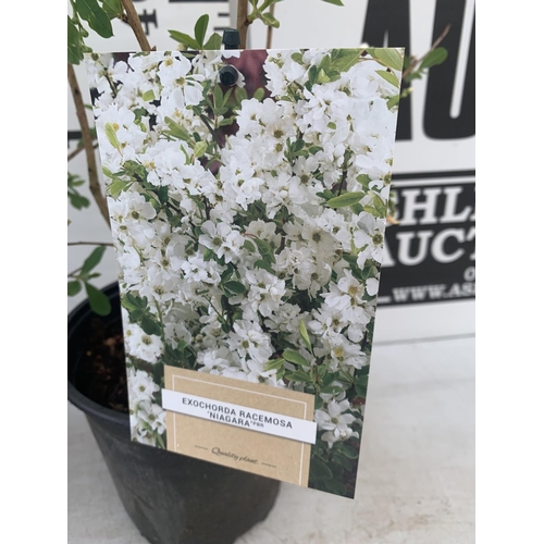 111 - TWO EXOCHORDA 'NIAGARA' APPROX 70CM IN HEIGHT IN 2 LTR POTS PLUS VAT TO BE SOLD FOR THE TWO